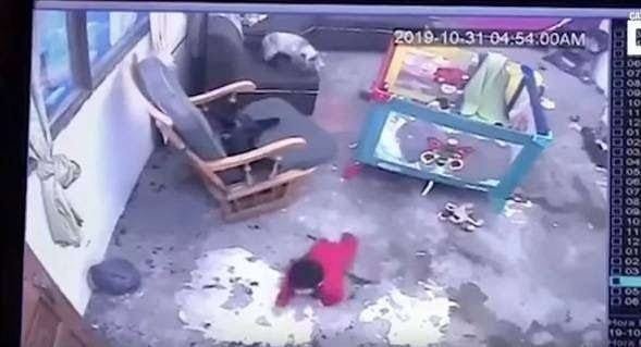 Gata salva bebê de cair de escada de 12 degraus e vídeo viraliza; assista - Sou Mais Notícias