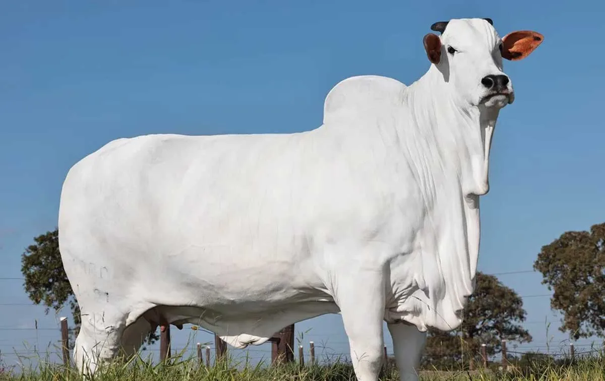 Vaca nelore mais valiosa do mundo