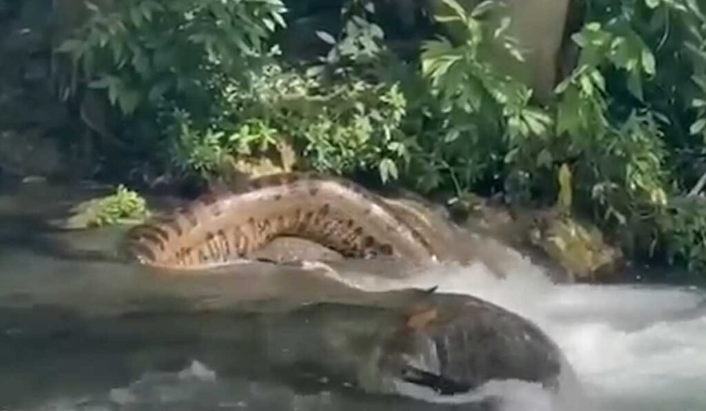 Anaconda surpreende banhistas em cachoeira do Pantanal no feriado de Carnaval
