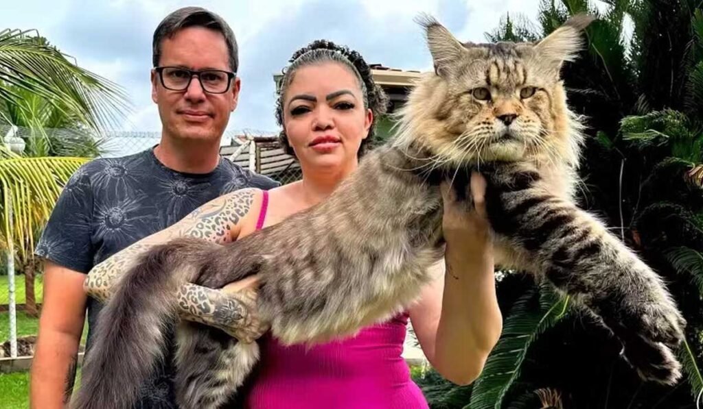 Gato brasileiro de 1,30 metros tenta entrar para o Guinness Book como o maior do mundo