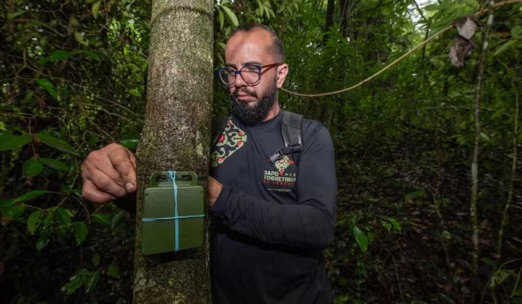 Gravador automático monitora coaxar do sapo-foguetinho, que não permite aproximação