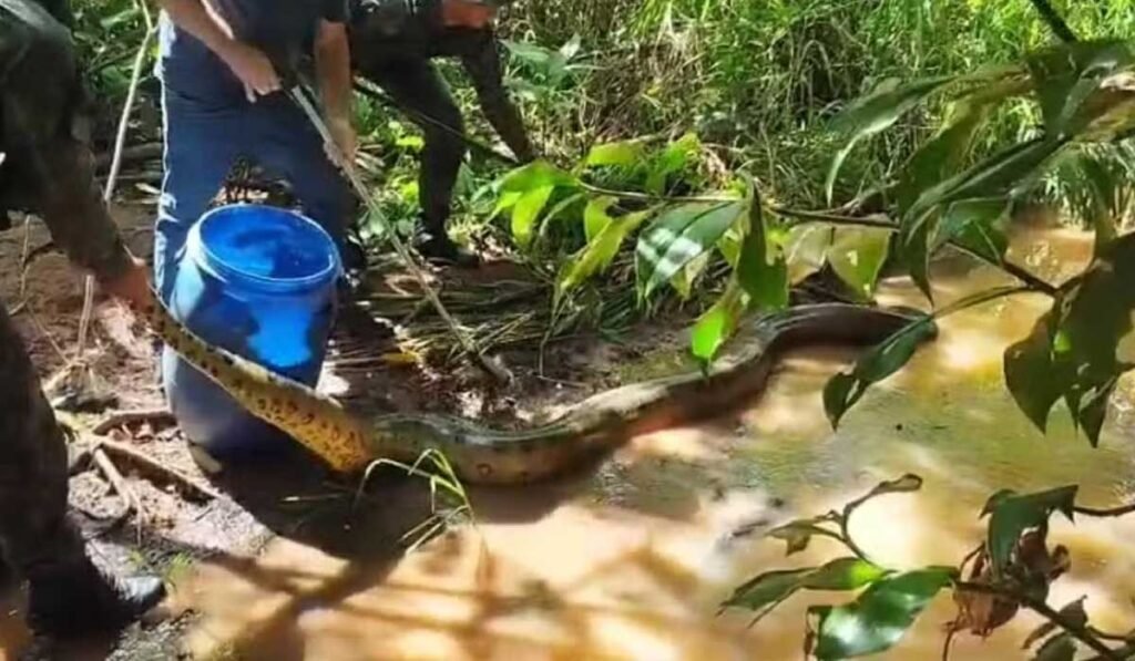 Sucuri de quase 5 metros é capturada após tentar caçar gato em Araguaína