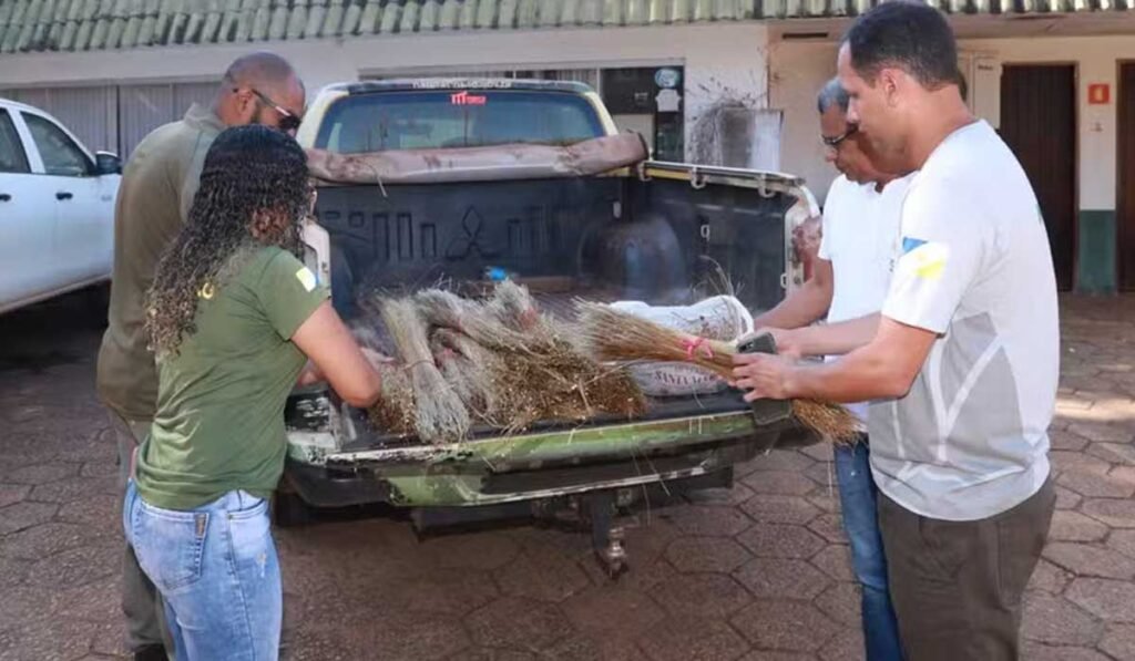 Capim-dourado colhido de forma ilegal é apreendido e suspeito é multado de R$ 2,5 mil